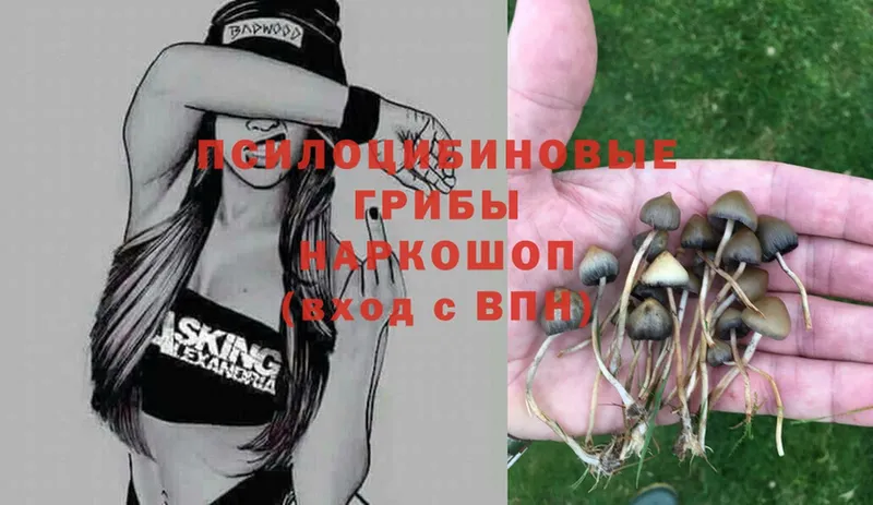 Псилоцибиновые грибы Psilocybe Алушта